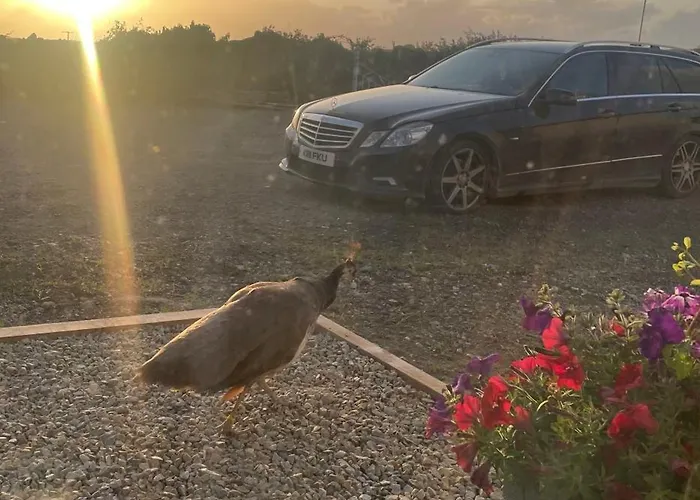 Family And Pet Friendly Farm * 巴利香农